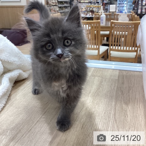 ラガマフィンの写真