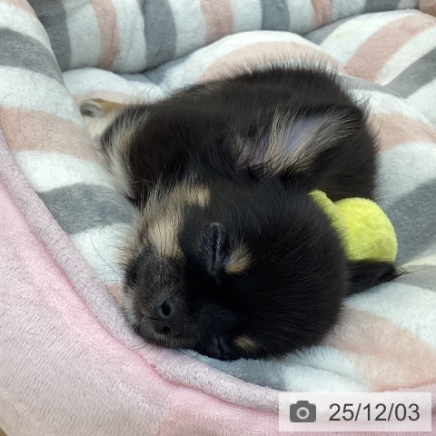 群馬県のチワワ(ロング) (ペットプラス 前橋店/2025年9月18日生まれ/男の子/ブラックタンホワイト)の子犬の4枚目の画像