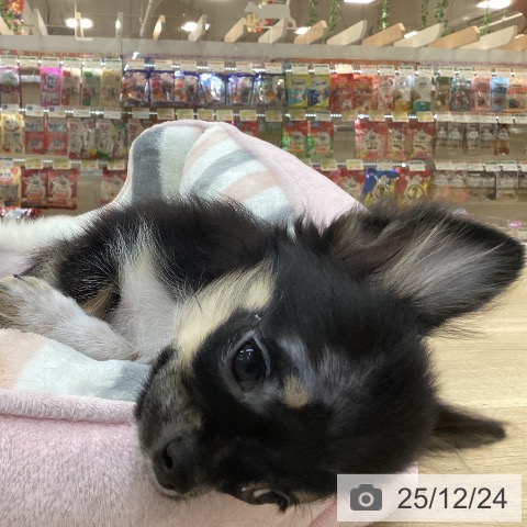 群馬県のチワワ(ロング) (ペットプラス 前橋店/2025年9月18日生まれ/男の子/ブラックタンホワイト)の子犬の4枚目の画像