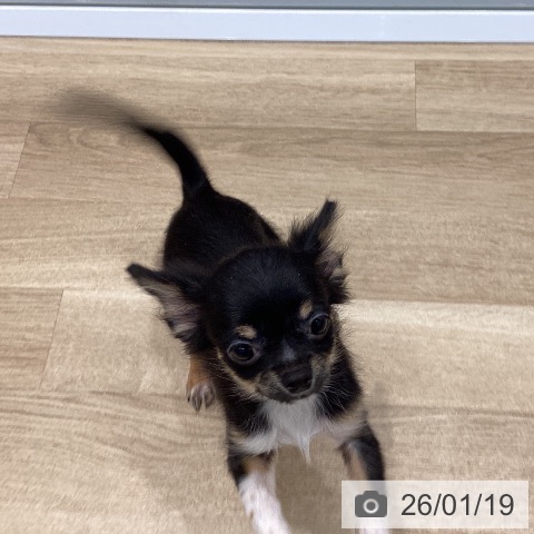 群馬県のチワワ(ロング) (ペットプラス イオンモール太田店/2025年9月18日生まれ/男の子/ブラックタンホワイト)の子犬の4枚目の画像