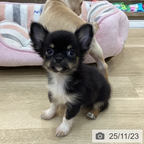 群馬県のチワワ(ロング) (ペットプラス 前橋店/2025年9月18日生まれ/男の子/ブラックタンホワイト)の子犬の3枚目の画像
