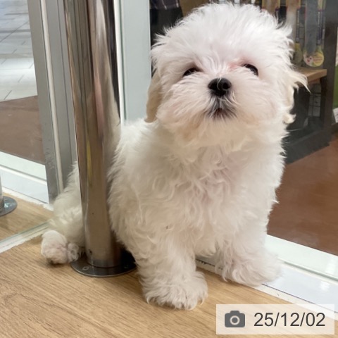 神奈川県のマルチーズ (ペットプラス 湘南平塚店/2025年9月19日生まれ/男の子/ホワイト)の子犬の4枚目の画像