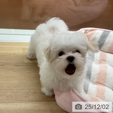 神奈川県のマルチーズ (ペットプラス 湘南平塚店/2025年9月19日生まれ/男の子/ホワイト)の子犬の3枚目の画像
