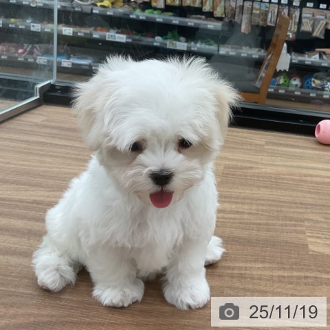 マルチーズの写真