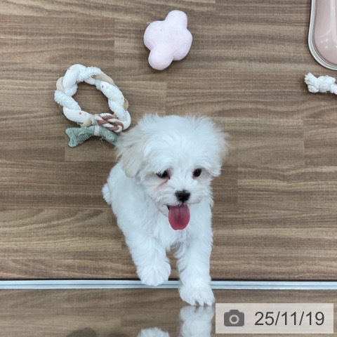 マルチーズの写真