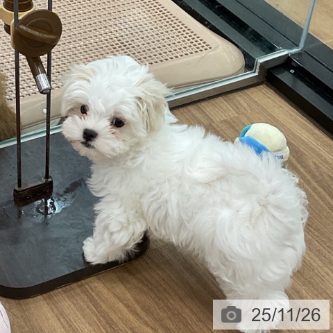 茨城県のマルチーズ (ペッツワン 古河店/2025年9月19日生まれ/女の子/ホワイト)の子犬の4枚目の画像