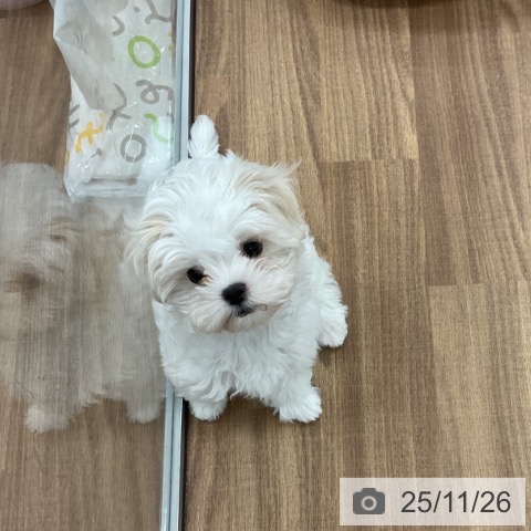 茨城県のマルチーズ (ペッツワン 古河店/2025年9月19日生まれ/女の子/ホワイト)の子犬の3枚目の画像