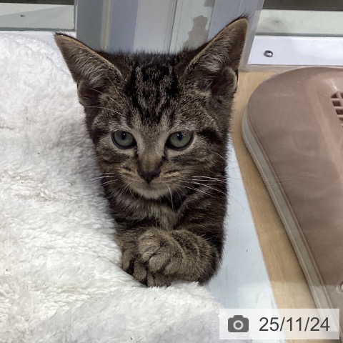 アメリカンショートヘアの写真