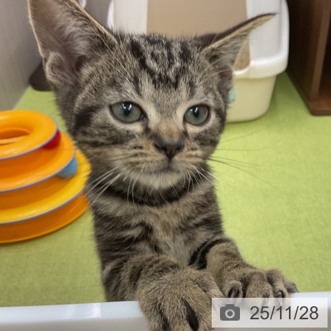 三重県のアメリカンショートヘアー (ペットプラス 津南店/2025年9月6日生まれ/男の子/ブラウンタビー)の子猫の3枚目の画像