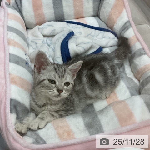 群馬県のアメリカンショートヘアー (ペットプラス イオンモール太田店/2025年9月11日生まれ/男の子/シルバータビー)の子猫の3枚目の画像