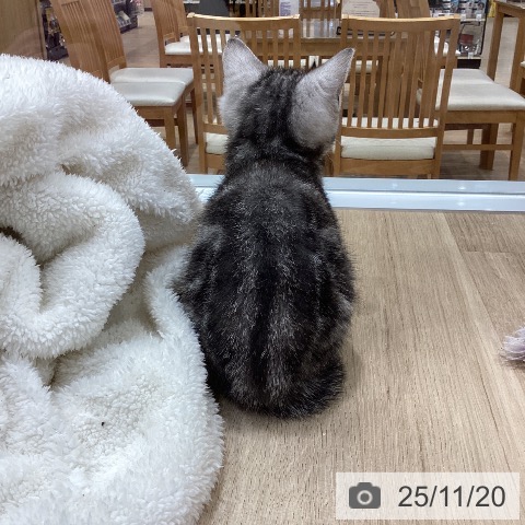 アメリカンショートヘアの写真