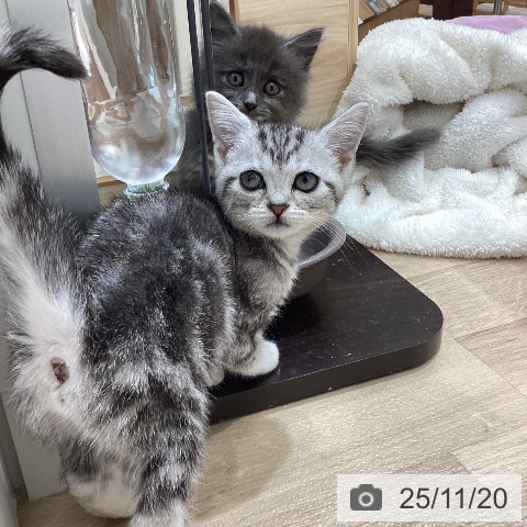 アメリカンショートヘアの写真