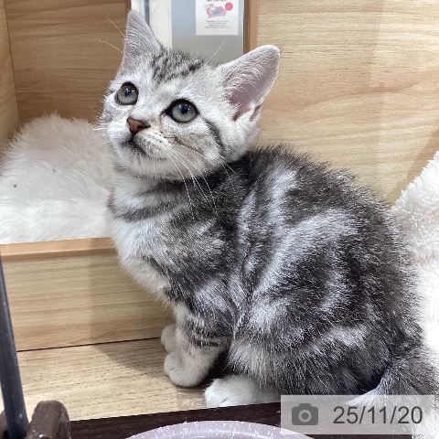 アメリカンショートヘアの写真