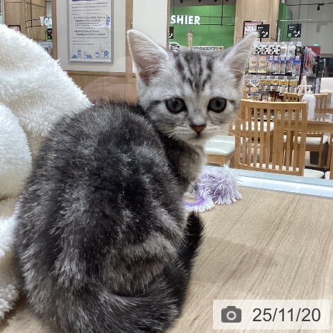 アメリカンショートヘアの写真