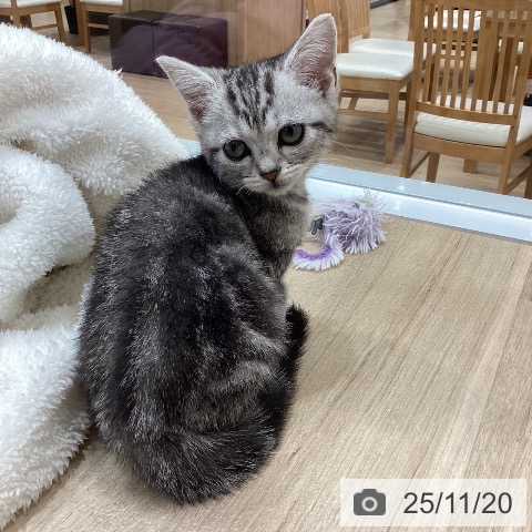 アメリカンショートヘアの写真