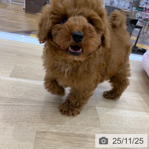 トイ・プードルの写真