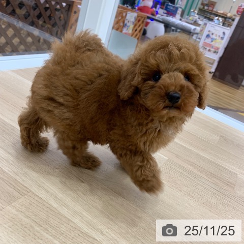 トイ・プードルの写真