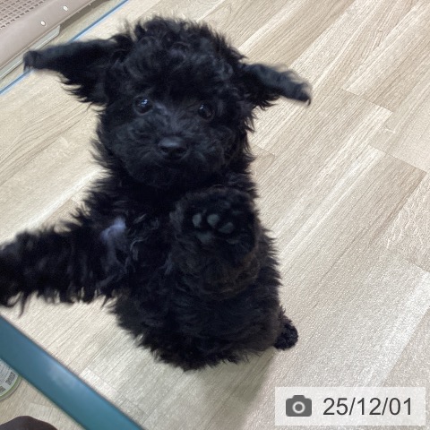 愛知県のトイプードル(トイ) (ペットプラス 則武新町店/2025年9月16日生まれ/女の子/ブラック)の子犬の4枚目の画像