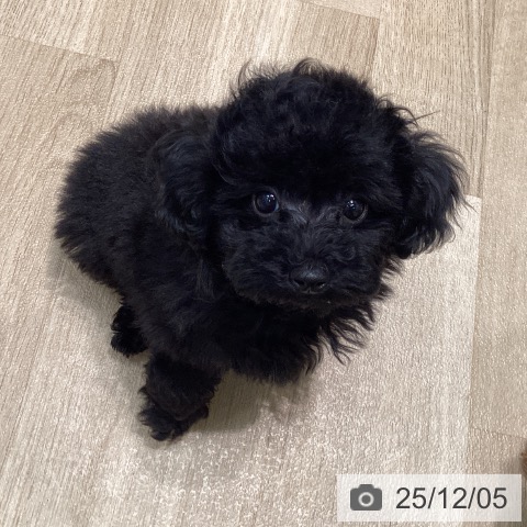 愛知県のトイプードル(トイ) (ペットプラス 則武新町店/2025年9月16日生まれ/女の子/ブラック)の子犬の3枚目の画像