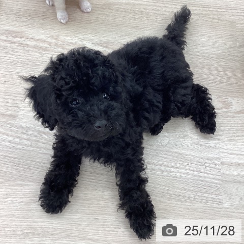 愛知県のトイプードル(トイ) (ペットプラス 豊田店/2025年9月17日生まれ/男の子/ブラック)の子犬の4枚目の画像
