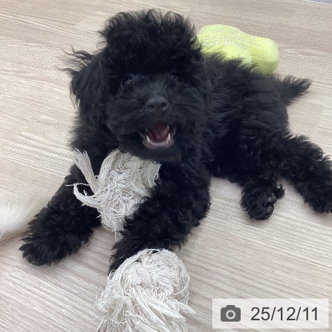 愛知県のトイプードル(トイ) (ペットプラス 豊田店/2025年9月17日生まれ/男の子/ブラック)の子犬の3枚目の画像