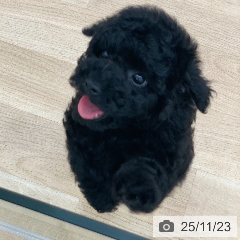 トイ・プードルの写真