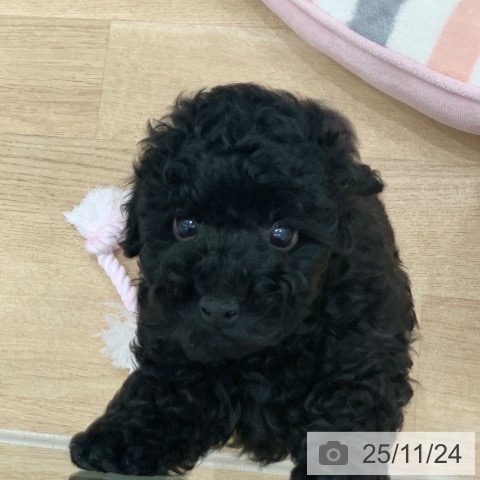 トイ・プードルの写真