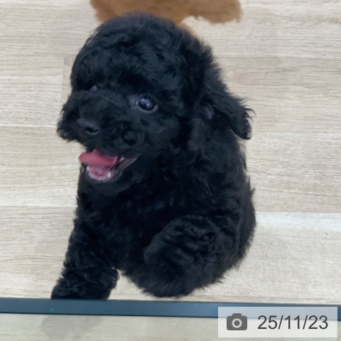 トイ・プードルの写真