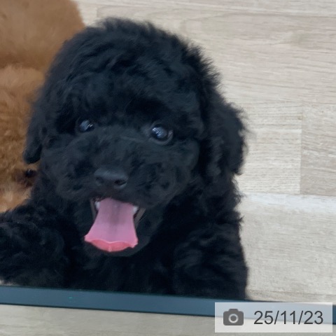 トイ・プードルの写真