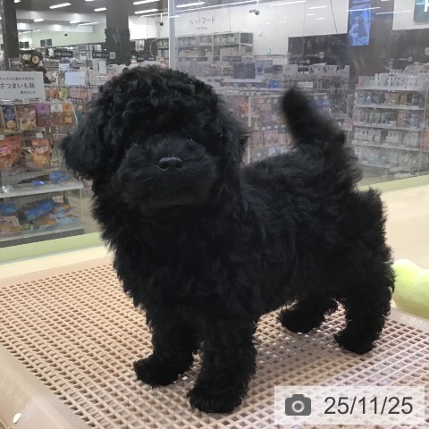 トイ・プードルの写真