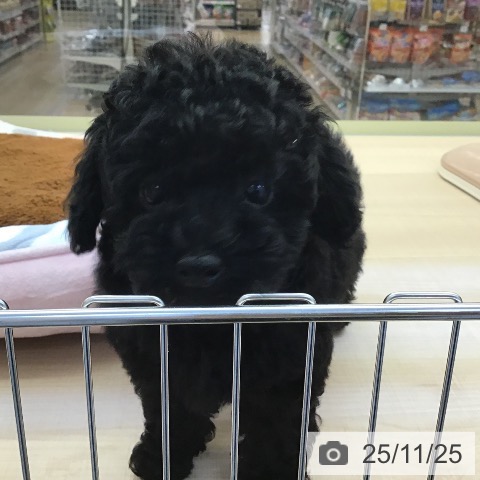 トイ・プードルの写真