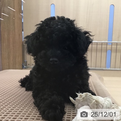 三重県のトイプードル(トイ) (ペッツワン 桑名店/2025年9月18日生まれ/女の子/ブラック)の子犬の4枚目の画像