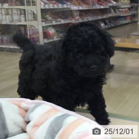 三重県のトイプードル(トイ) (ペッツワン 桑名店/2025年9月18日生まれ/女の子/ブラック)の子犬の3枚目の画像
