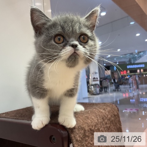 エキゾチックの写真