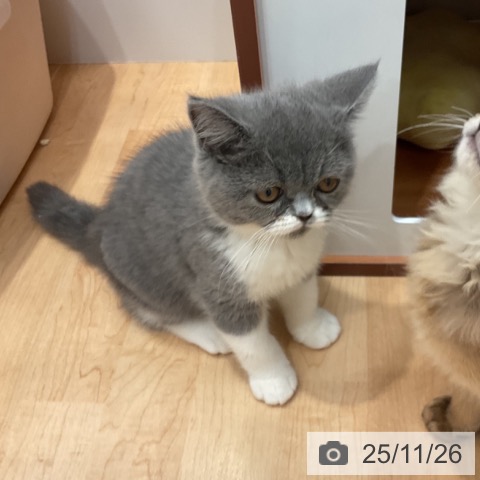 エキゾチックの写真