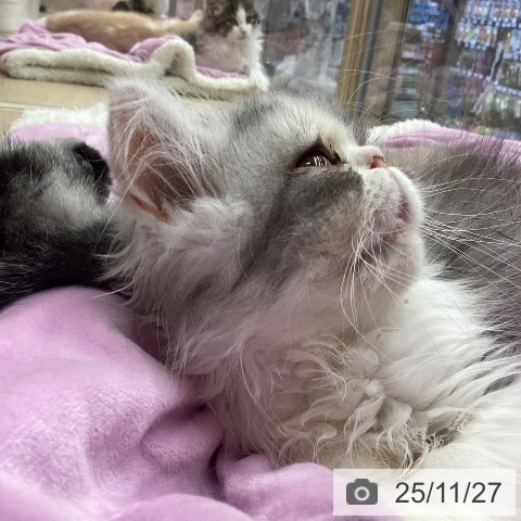 茨城県のエキゾチック (ペットプラス つくば店/2025年8月28日生まれ/女の子/ブルーパッチドタビーホワイト)の子猫の4枚目の画像