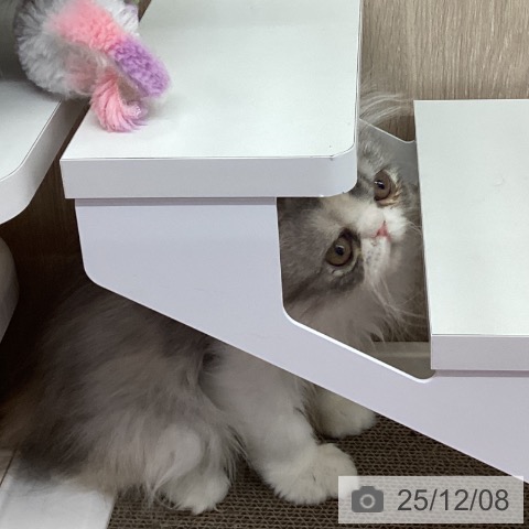 茨城県のエキゾチック (ペットプラス つくば店/2025年8月28日生まれ/女の子/ブルーパッチドタビーホワイト)の子猫の3枚目の画像