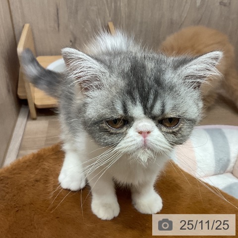 エキゾチックの写真