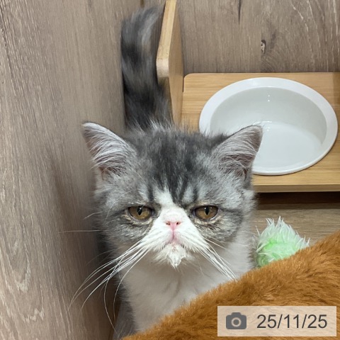 エキゾチックの写真