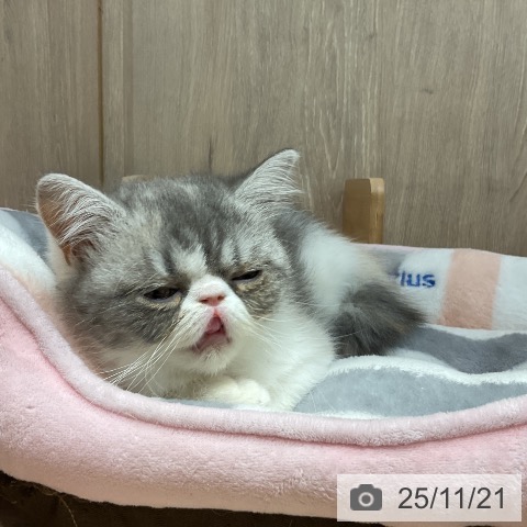 エキゾチックの写真