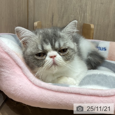 エキゾチックの写真