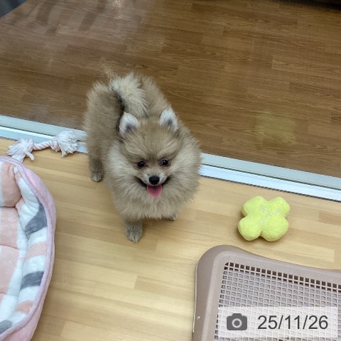 千葉県のポメラニアン (ペットプラス 八千代緑が丘店/2025年9月19日生まれ/女の子/オレンジ)の子犬の3枚目の画像