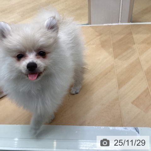 千葉県のポメラニアン (ペットプラス 成田店/2025年9月19日生まれ/女の子/クリーム)の子犬の3枚目の画像