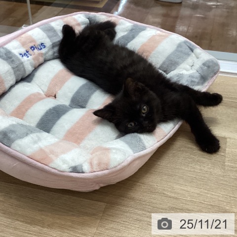 スコティッシュフォールドの写真