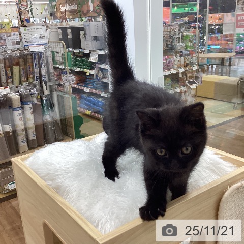 スコティッシュフォールドの写真