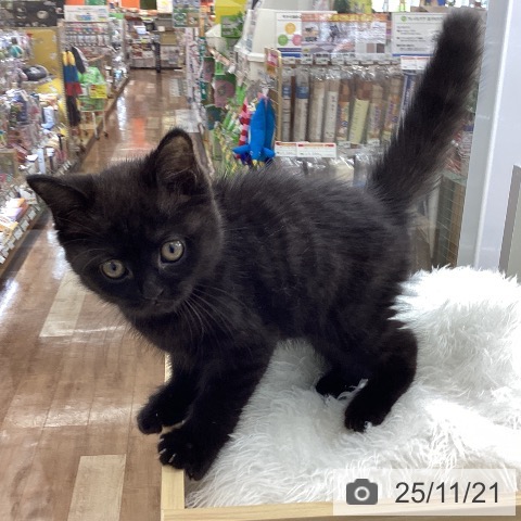 スコティッシュフォールドの写真