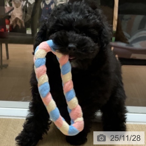 愛知県のトイプードル(トイ) (ペットプラス イオンモール豊川店/2025年9月14日生まれ/女の子/ブラック)の子犬の4枚目の画像