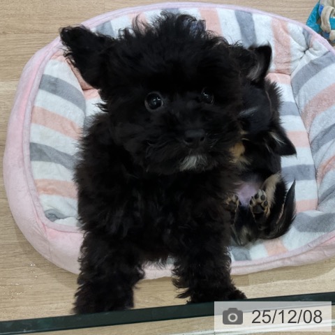 愛知県のトイプードル(トイ) (ペットプラス イオンモール豊川店/2025年9月14日生まれ/女の子/ブラック)の子犬の3枚目の画像