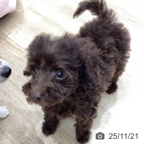 岐阜県のトイプードル(トイ) (ペットプラス 各務原店/2025年9月15日生まれ/男の子/ブラウン)の子犬の4枚目の画像