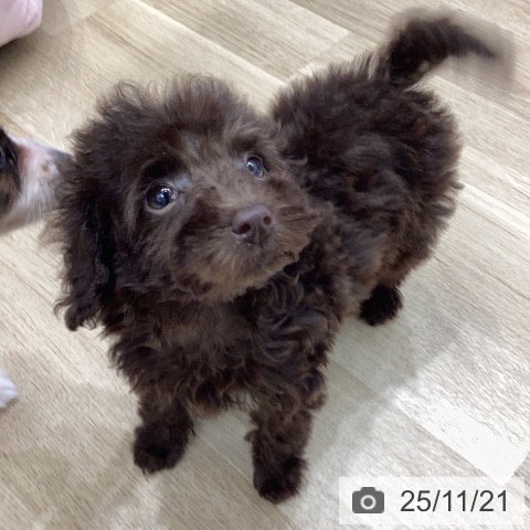 岐阜県のトイプードル(トイ) (ペットプラス 各務原店/2025年9月15日生まれ/男の子/ブラウン)の子犬の3枚目の画像